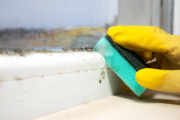 Best Post-Flood Mold Remediation in Wekiwa Springs, FL
