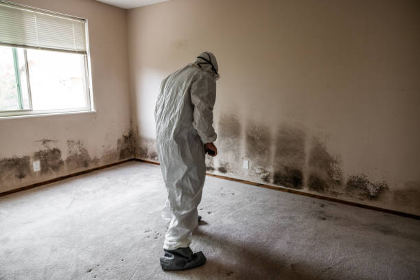 Best DIY Mold Remediation Support Services in Wekiwa Springs, FL